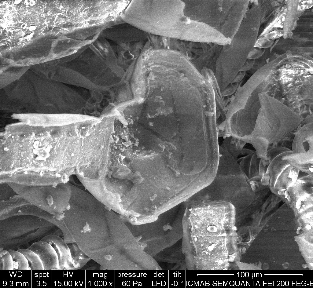 Fern through SEM - 4