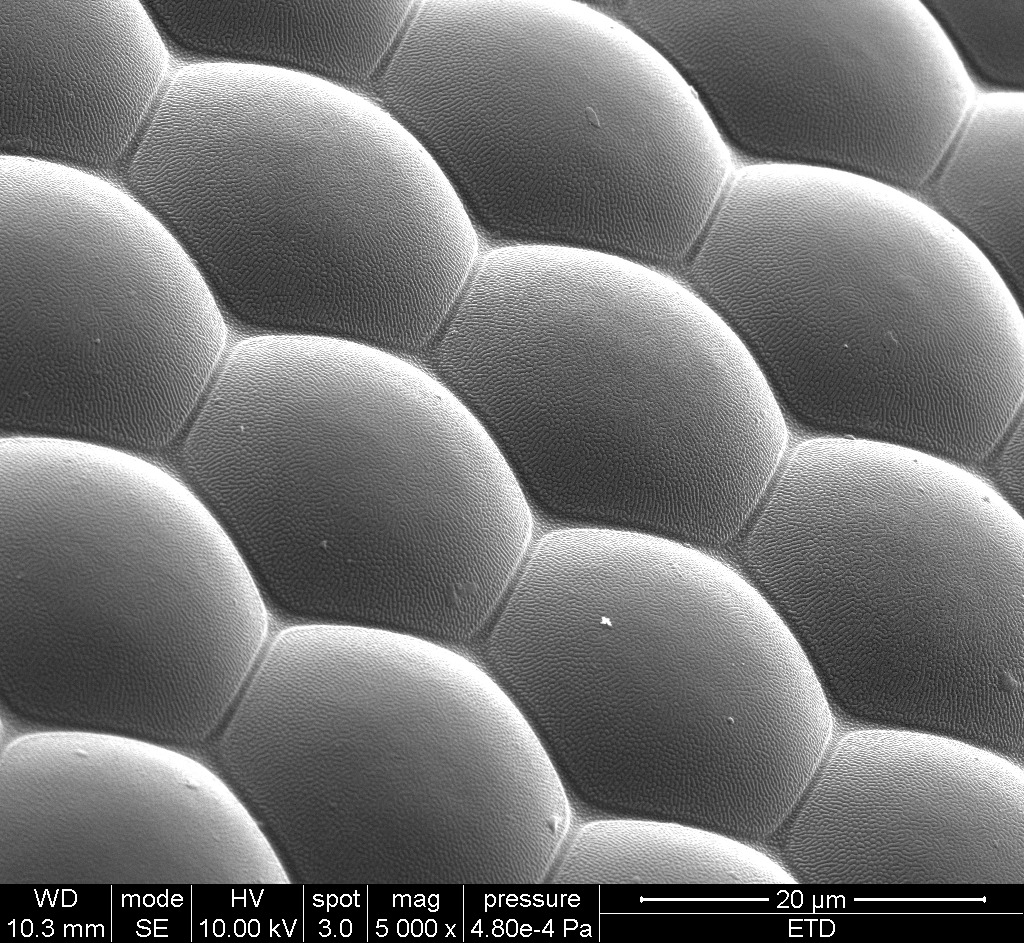 Fly insect through SEM - 23