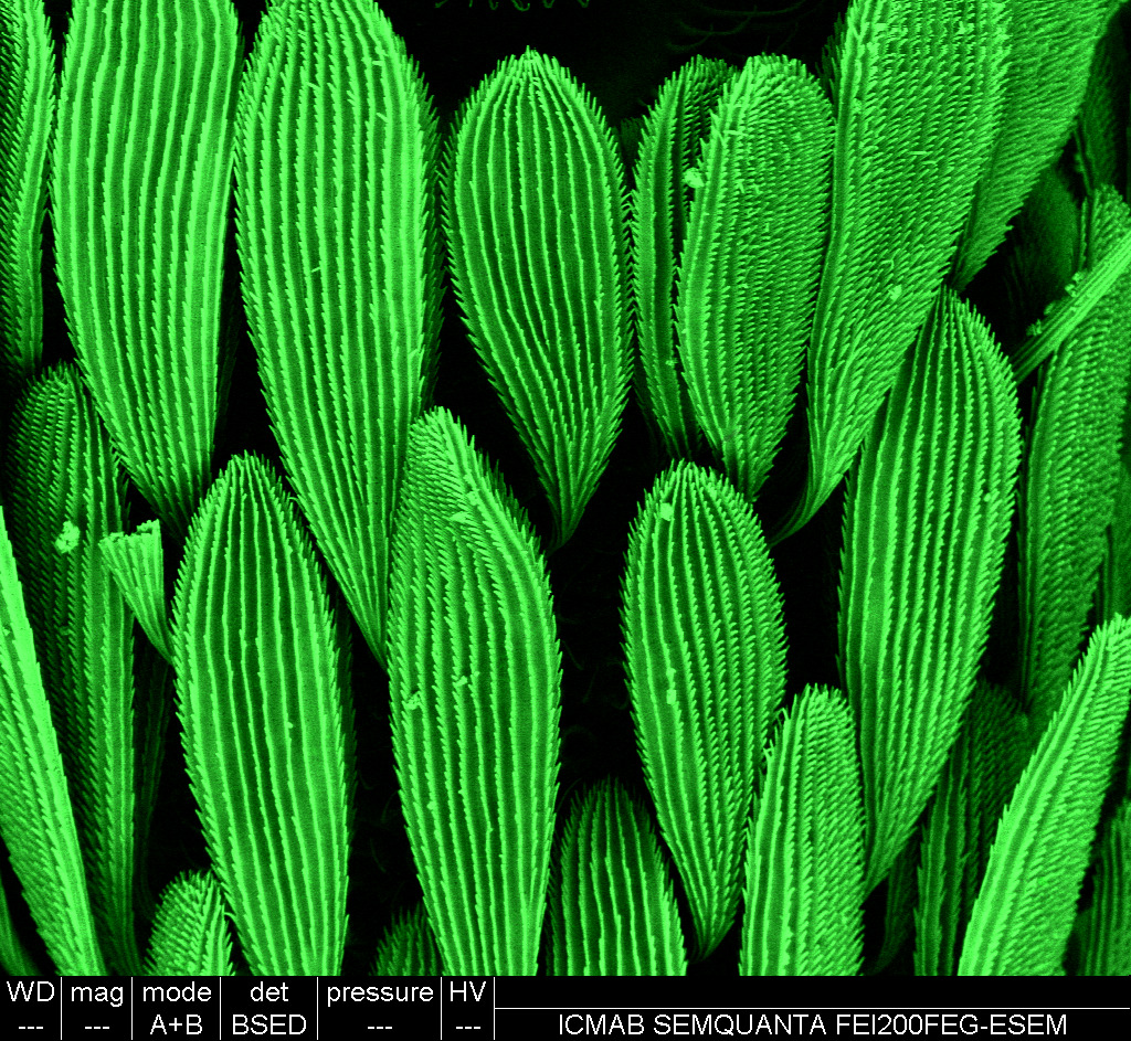 Mosquito through SEM - 1